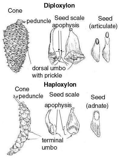 Diploxylon Çamlar : Çıralı Çamlar Kısa sürgünlerinde iki ya da üç iğne yaprak bulunur. İğne yaprak enine kesitinde iki adet iletim demeti vardır.