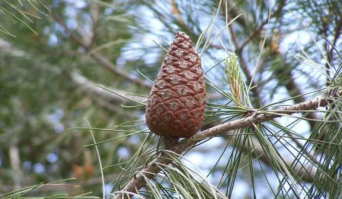 Kozalak 6-11 cm. boyunda, parlak açık kahverengi veya tuğla kırmızısı renginde, topaç biçimindedir.