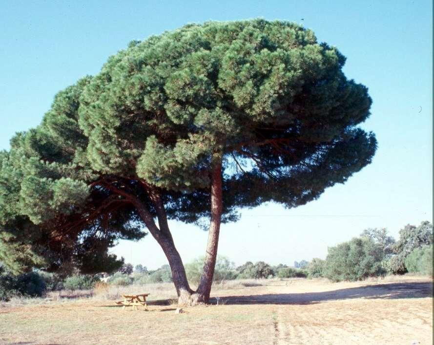 Pinus pinea Fıstık çamı Orta boylu, 20-25 metre boylara ulaşan, öteki çamlardan kolayca ayrılan, yaşlanınca