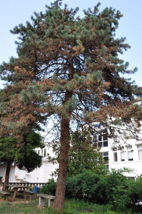 Pinus