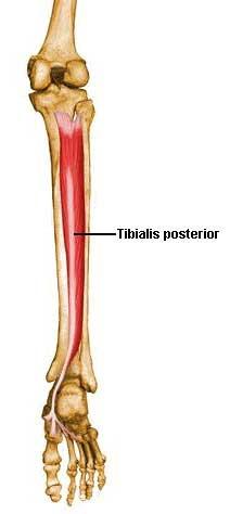 Ayak bileği eklem aksisinin posteriorunda bulunduğu için ayak bileğine plantar fleksiyon yaptırırlar. Bütün kaslar tibial sinir (n.tibialis) tarafından inerve edilir. Şekil 2.5.3.