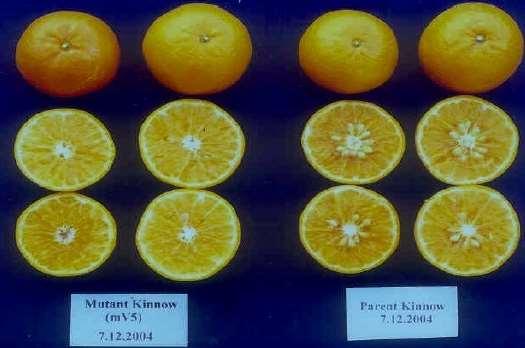 ÇEKİRDEKSİZ KİNNOW MANDARİNİ (Pakistan) 20 Gray Gama ışını radyasyonu KinnowSL Mandarini (2-8 tohum) Kinnow Mandarini (20-30 tohum) Shahid Akbar Khalil, S.A., A.