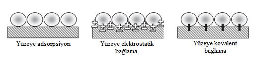 İmmobilizasyon işleminin avantajları (Dervakos ve Webb 1991); Biyolojik stabiliteyi arttırmak Yüksek hücre konsantrasyonunda çalışma imkânı sağlamak Kütle transferini geliştirmek Ürün verimini