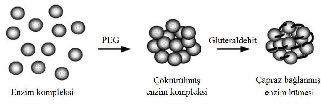 1.10.2 Çapraz Bağlama Metodu Çapraz bağlama metodunda taşıyıcı bir materyal olmaksızın enzim molekülleri birbirine bağlanarak immobilizasyon işlemi gerçekleştirilmektedir (Şekil 4).