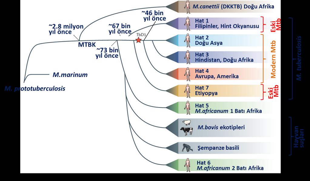 Mycobacterium tuberculosis in ortaya çıkışı M.