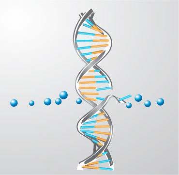 1,2 Çift sarmal kırıkların onarılması çok zordur 1,2 Onarılamayan DNA hasarı hücreyi apoptosise sürükler 1 Çift sarmal kırıkları kromozomal anomaliler ile mitotik hücre