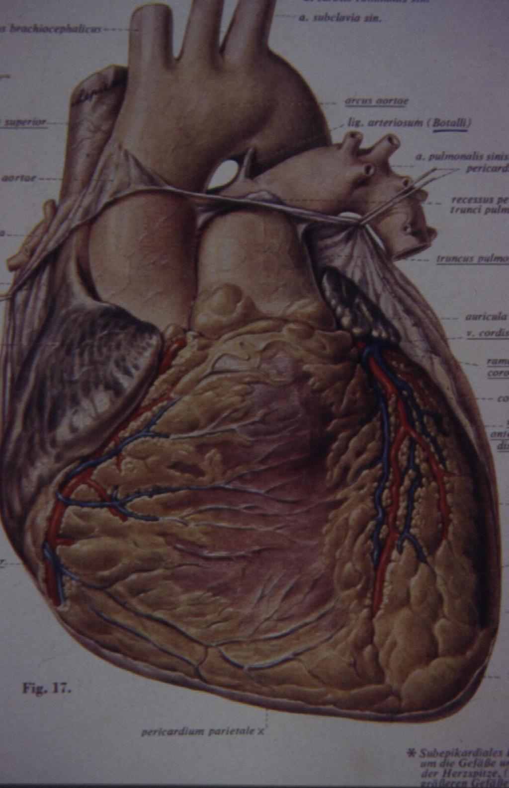 KALBİN ÖNDEN GÖRÜNÜMÜ Aort Ana pulmoner arter Sağ koroner arter Sol koroner arter Sağ ventrikül Sol ventrikül Normal bir