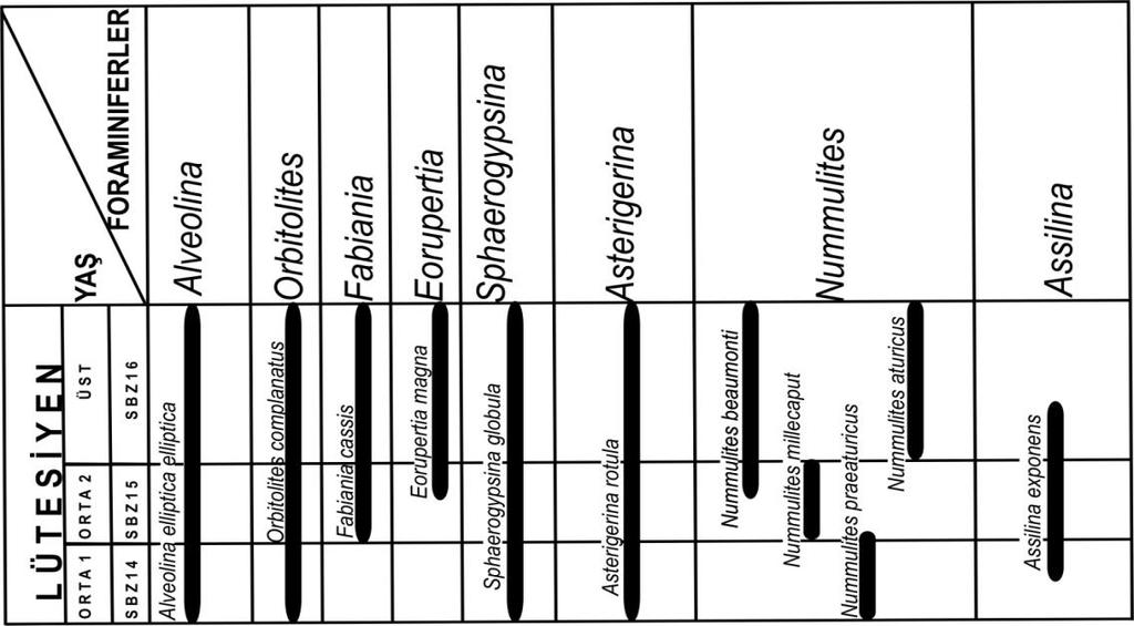 AVŞAR ve ark. Şekil 3. İnceleme alanındaki iri bentik foraminiferlerin stratigrafik dağılımı. 4.2.1.2. SBZ: 15 Biyozonu Kategori: Menzil zonu Yaş: Orta Lütesiyen 2 Yazar: Serra Kiel ve ark.