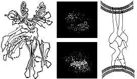 KORUGAN, Ü α 1 α 2 T hücresi A r zincir T hücresi reseptörü Antijen β 2 -Mikroglobulin Klas II MHC Amino asit 57 A zinciri B zinciri α 3 Makrofaj Kromozom 6 Klas II Klas I Majör