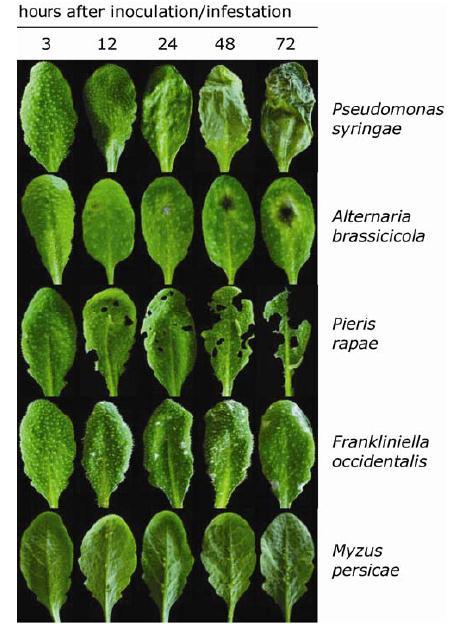 Farklı patojenler farklı sinyal imzalar signal signatures ortaya çıkarırlar. Bitkilerin, patojen ve zaralılara karşı gösterdiği tepkiler farkıdır.