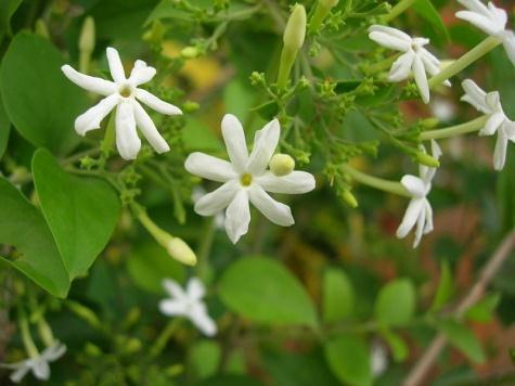 Metil jasmonat, 1962 yılında Jasminum grandiflorium dan saflaştırılmıştır. Diğer esterler gibi, metil jasmonat da güzel kokar bu koku yasemin çiçeklerinden gelir.