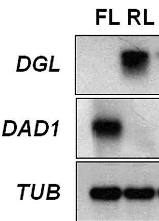 maturation, anther dehiscence, and flower opening in Arabidopsis. Plant Cell 13: 2191-2209; Reprinted from Hyun, Y., Choi, S., Hwang, H.-J., Yu, J., Nam, S.-J., Ko, J.