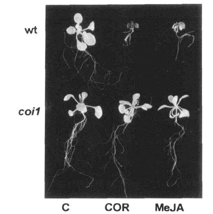 Arabidopsis mutantı coi1, koronatin ve MeJA karşı dirençlidir WT coi1 coi1 MeJA coi1 WT WT Control COR Feys, B., Benedetti, C.E., Penfold, C.N., and Turner, J.G. (1994).