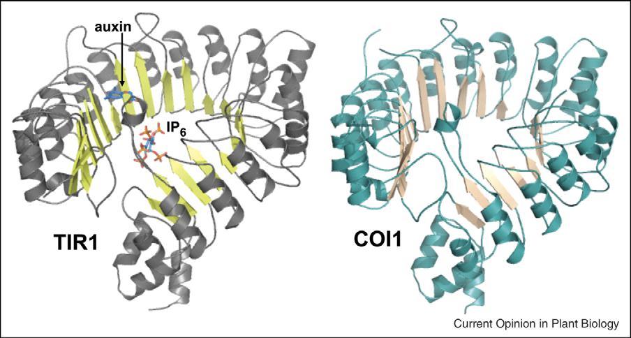 COI1, F-box proteinidir ve TIR1 oksinn reseptörüne çok benzer. Bu benzerliğin işlevlerinden dolayı olduğu düşünülmektedir Reprinted from Katsir, L., Chung, H.S.