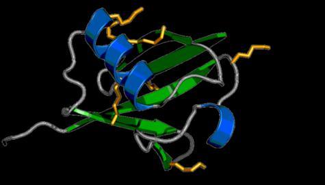 Proteolitik hedefler, ubiquitin e kovalent bağlar ile bağlanır.