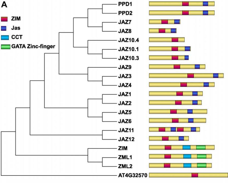 JAZ proteinleri ailesi, jasmonat sinyalizasyon respresörlerinden oluşur. Reprinted from Chung, H.S., Niu, Y., Browse, J., and Howe, G.