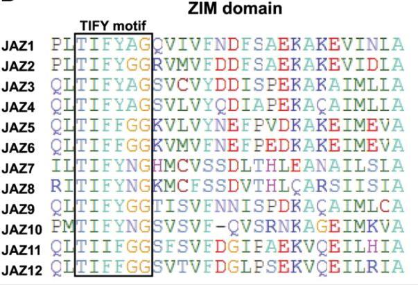 JAZ proteinlerin, korunmuş Jas ve ZIM/TIFY domenlerine sahiptir Jas domenleri, COI1 and MYC2 proteinlerinin etkileşimine yardım eder.