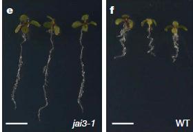 jai3-1 mutantında, JAI3-1 proteini Jas domeni içermez.