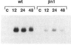jin1 is deficient in JA nın indüklediği transkripsiyonda jin1 eksiktir ve MYC2 kodlar AtVSP mrna MYC2