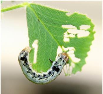 (Spodoptera exigua) tatlı bibere zarar vermiş (Capsicum