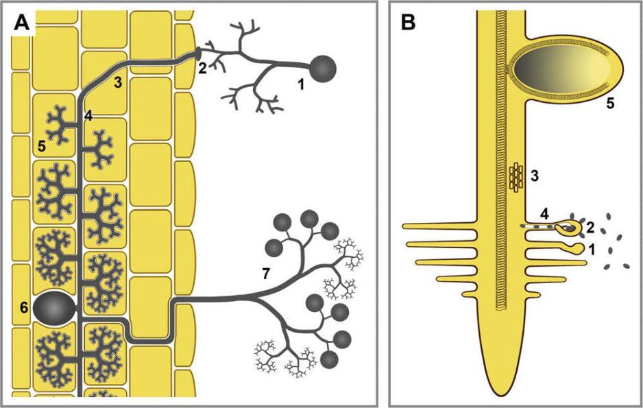 JA, mutualistik etkileşimin oluşmasında rol oynuyor olabilir. Arbuscular mycorrhiza Baklagil-rhizobia simbiyozu Reprinted from Hause, B., and Schaarschmidt, S.