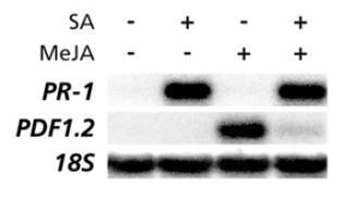 Salisilatlari jasmonat sinyalizasyonunu baskılar JA SA PDF1.2 PR-1 SA-tetiklenen JA-tetiklenen JA; PDF1.