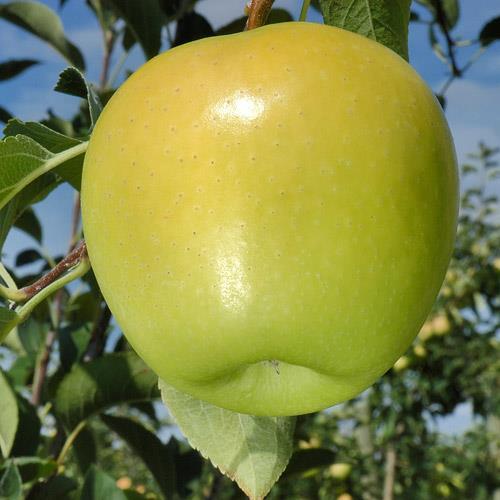 Özellikle Fuji, Red Delicious ve Starking Delicious için iyi bir tozlayıcıdır.