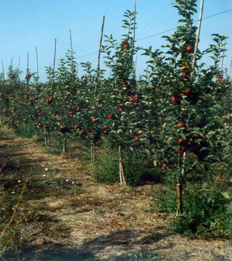 5 m sıra arası mesafede dikilebilir.