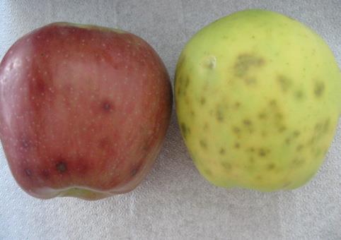 ELMADA ALTERNARYA MEYVE ÇÜRÜKLÜĞÜ (Alternaria alternata ) Hastalık Belirtisi Hasat öncesi ve sonrası meyve çürümelerine neden olurlar.