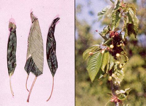 YAPRAKBÜKENLER Elma yaprakbükeni (Archips rosanus) Tanımı ve Yaşayışı Yaprakbüken ergininin kanat açıklığı 18 22 mm olup, rengi açık zeytin ile kahverengi arasında değişmektedir.