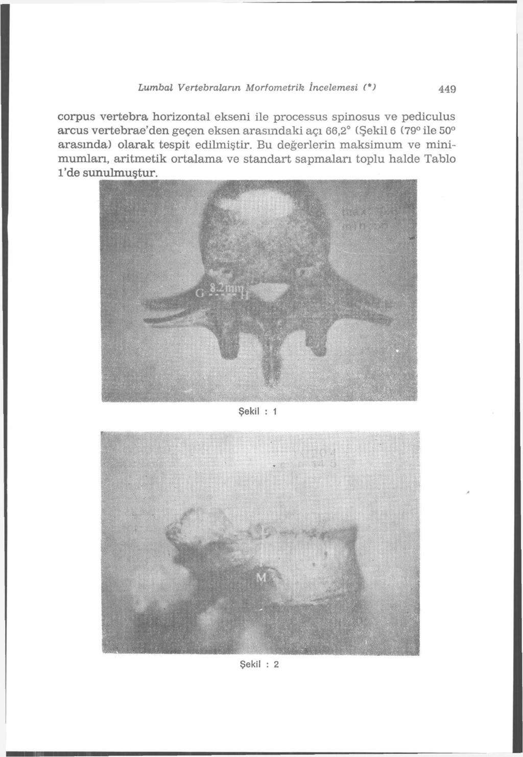 Lumbal Vertebralarırı Morfometrik İncelemesi (*) 449 corpus vertebra horizontal ekseni ile processus spinosus ve pediculus arcus vertebrae'den geçen eksen arasmdaki açı 66,2