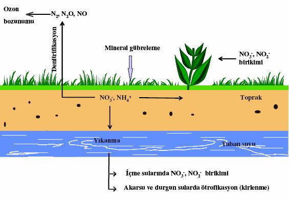 12 dinamik olup atmosfer, hidrosfer, toprak ve canlı dokusu gibi çevre bileşenleri arasında hızlı bir etkileşim bulunmaktadır [Yılmaz, 2010]. Azotun genel döngüsü Şekil 3.1 de verilmiştir.