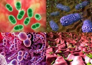 Bakteriler, dış yapılar (Hücre duvarı, Kapsül, Flagellaflagellum, Fimbria-pilus) ve iç yapılar (Çekirdek-nükleus), sitoplazma, spor, hücre zarı-membran) dan oluşan basit