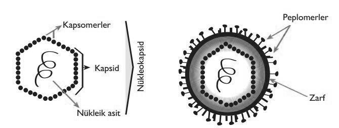 Nükleik asiti çevreleyen proteinden yapılmış kapsid (kılıf) ve bazı viruslarda
