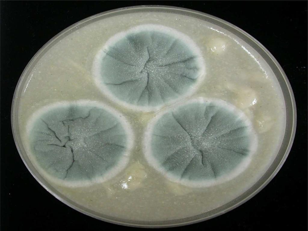 40 Şekil 4.21 Penicillium sp.