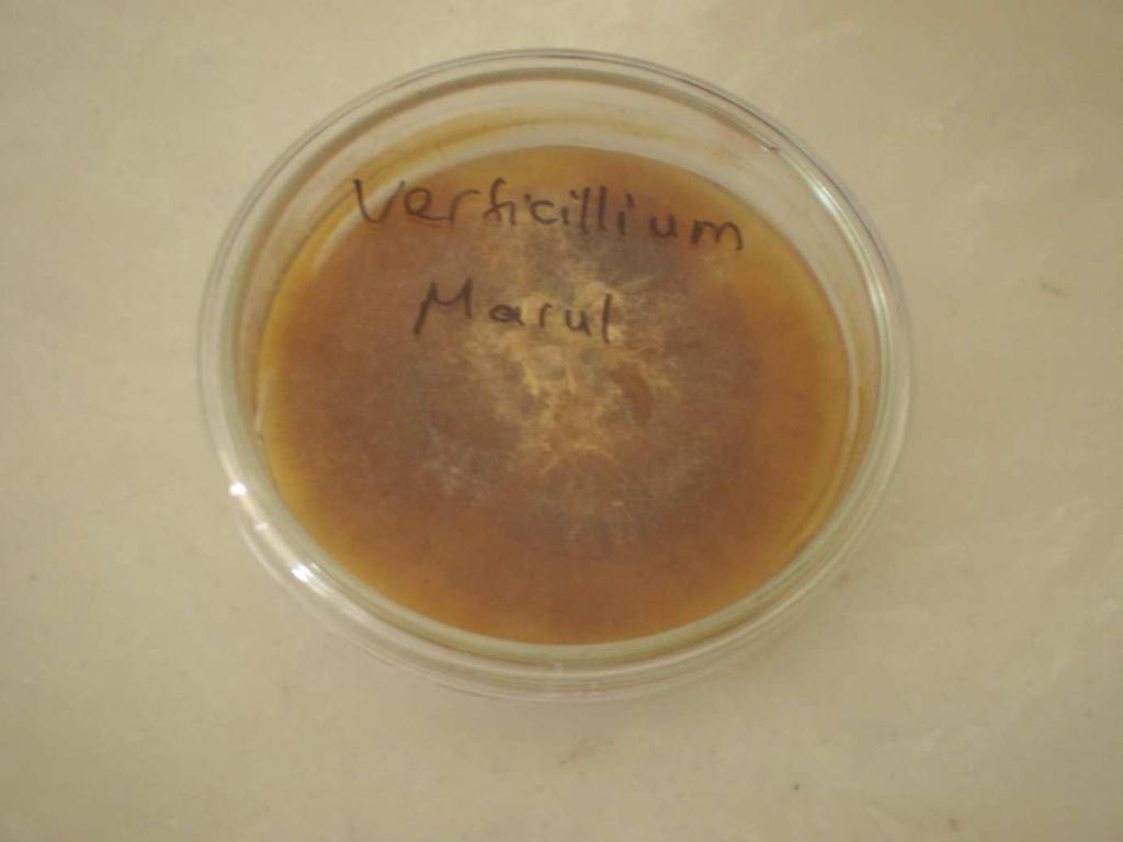 48 4.3.13 Verticillium spp. Verticillium spp. oldukça geniş bir konukçu listesine sahip olup, odunsu ve otsu bitkilerde hastalık yapmaktadır.