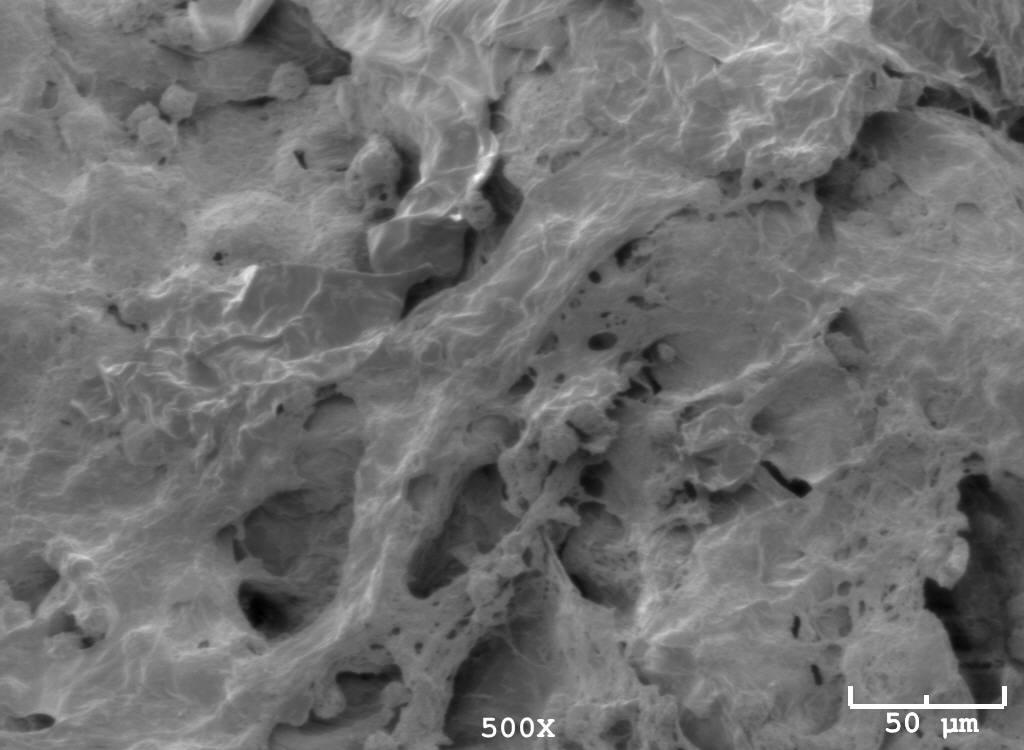 SEM micrograph showing the surface of the