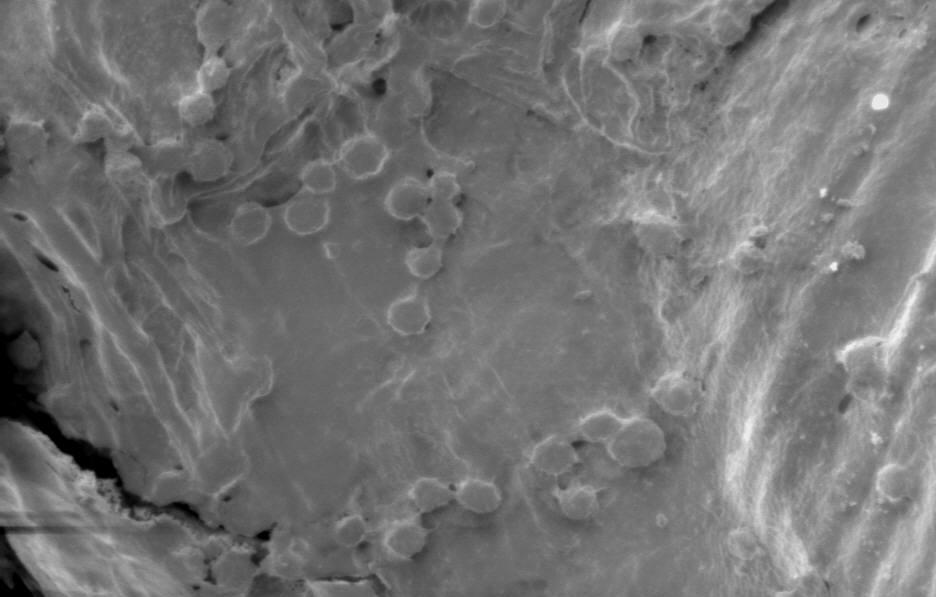 SEM micrograph showing the surface of the chitosan/alginate