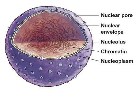 Nükleoplazma Çekirdek