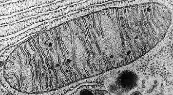 Mitokondriyon Glikoz Pirüvat Glikoliz (anaerobik) 2 ATP