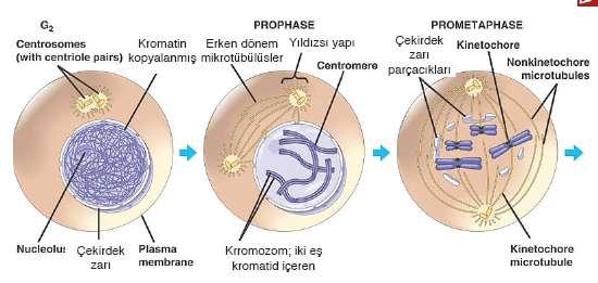 2n sayısı değişmez, dipolidi devam eder. Mitoz aşamaları PoMAT.