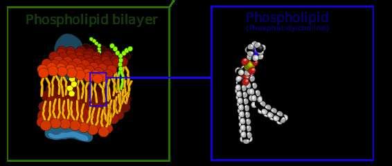 fosfolipid