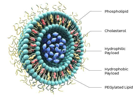 LİPOZOMLAR Çift konsantrik fosfolipid tabaka tarafından çevrilmiş