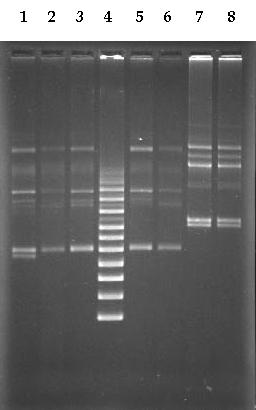Şekil 4.3.b Gıda kaynaklı suşların plazmid içerikleri 1 BG15 (kb): 25.5, 13.8, 11.6, 10.8, 6.1 ve 5.5 2 BG16 (kb): 25.5, 13.8, 11.6, 10.8 ve 6.1 3 BG17 (kb): 25.5, 13.8, 11.6, 10.8 ve 6.1 4 M ccc Plazmid DNA Marker (kb): 16.