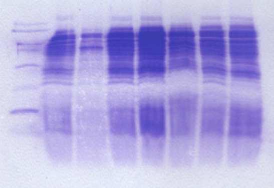 M 1 2 3 4 5 6 7 Şekil 4.7 Lactobacillus casei suşlarının hücre duvarı protein içerikleri M Marker (kda): 180, 116, 97, 58.1, 39.8, 29, 20.1, 14.3, 6.5 1 BH96 (kda): 244, 105.9, 99.5, 85.8, 36.3, 31.