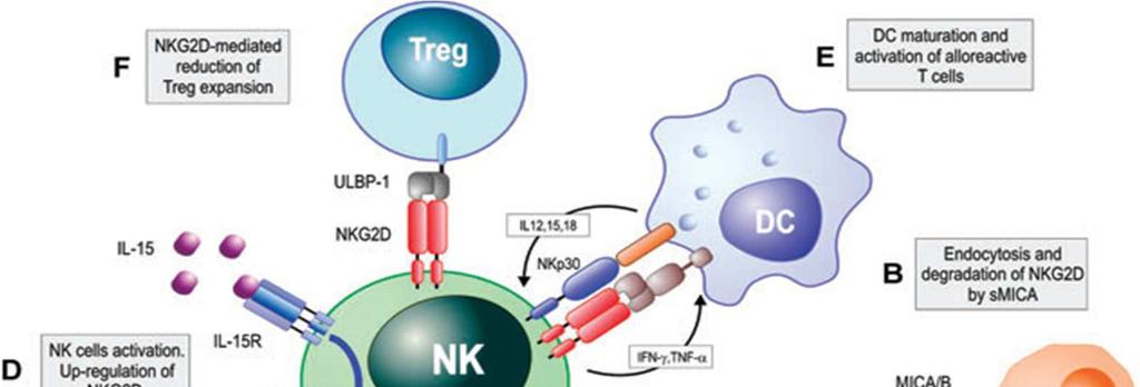 NKG2D-NKG2D-L etkileşiminin organ
