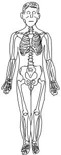 7. Bispinal genifllik: Sa -sol spinal noktalar aras ndaki mesafedir. Spinal nokta: Spina iliyaka anterior superiora uyan noktad r.