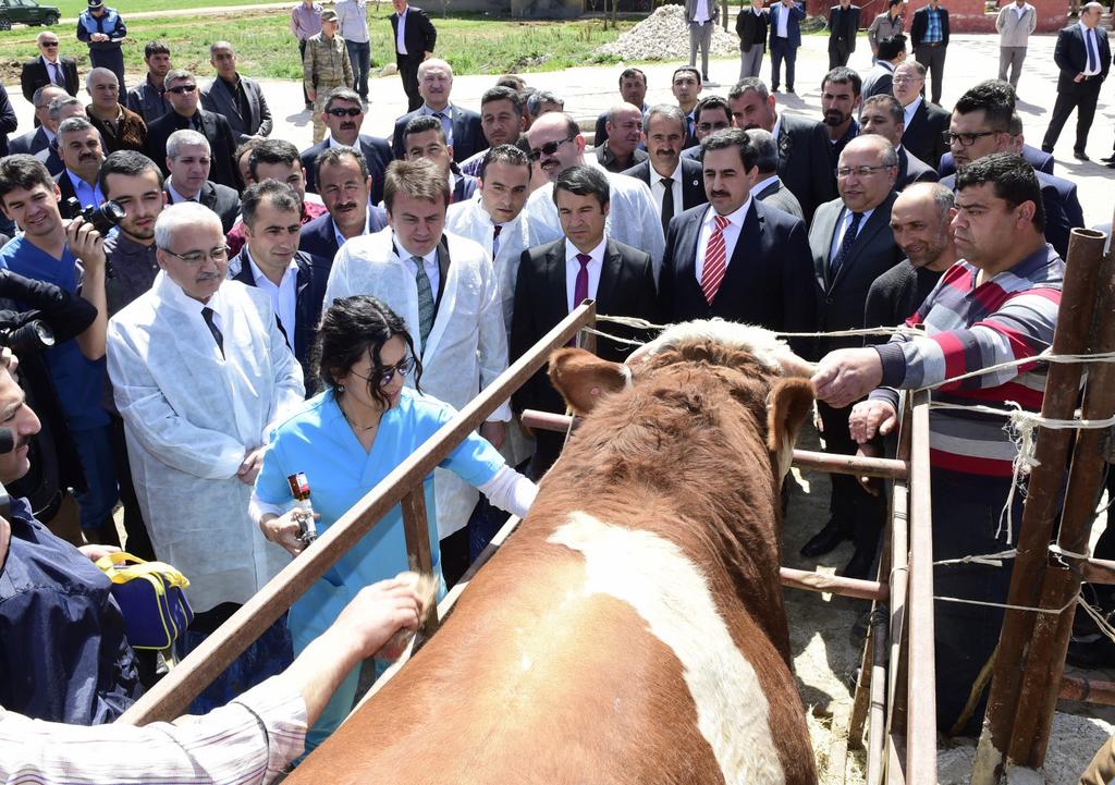 HAYVANCILIĞA DESTEK Elbistan İlçemizde 2016 yılında toplam 24.780 büyükbaş hayvan hastalığa karşı aşılanmış ve Gıda Tarım ve Hayvancılık Müdürlüklerine Büyükşehir Belediyemizce teslim edilen 1.