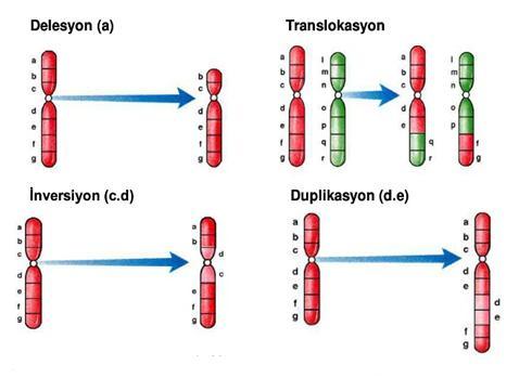 9 İnversiyon İnversiyon, bir kromozomun iki defa kırılması ve kopan parçanın 180 ters dönerek tekrar aynı kromozoma bağlanması şeklidir [Falakalı, 1993; Öner, 2003,].