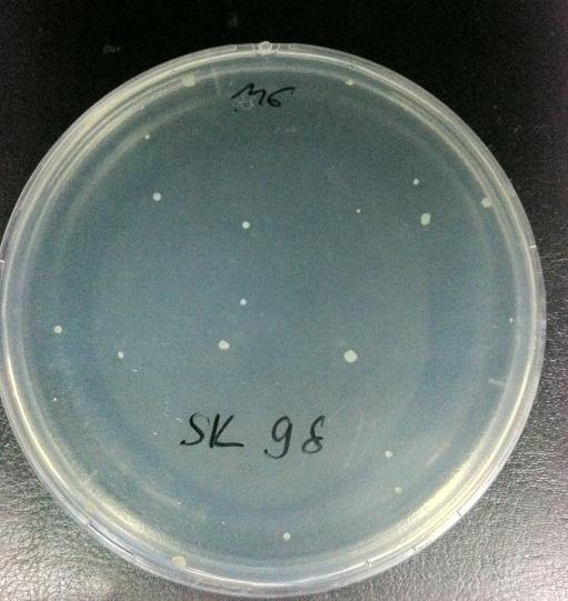 Daha sonra 0,3 ml Histidin/Biyotin solüsyonu da eklenip test tüpü yavaşça çalkalanarak MGA petrilerine yayılmıştır. Petriler 37 0 C de 48 saat inkübe edilerek petrilerde üreyen koloniler sayılmıştır.